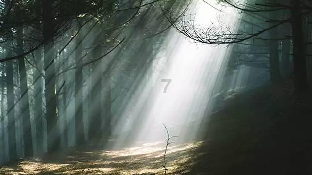 独步竹林
